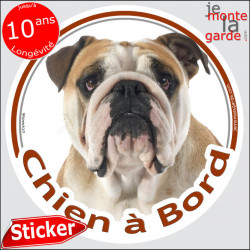 Bulldog Anglais Fauve Tête , sticker autocollant rond "Chien à Bord" Disque photo adhésif voiture auto