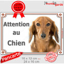 Plaque 2 tailles LUXE Attention au Chien, Teckel fauve poils longs Tête