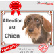 Teckel fauve poils durs Tête, plaque portail "Attention au Chien" pancarte panneau marron orange photo race