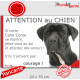 Cane Corso Italiano entièrement Noir Tête, Panneau humour "Attention au Chien, montre, jetez-vous au sol attendez secours" photo