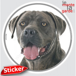 Cane Corso bleu, sticker autocollant rond "photo" 15 cm intérieur/Extérieur