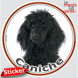 Caniche Noir, sticker photo rond 15 cm - 3 ans