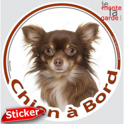 Chihuahua chocolat poils longs, sticker rond voiture "Chien à Bord" 15 cm 3a