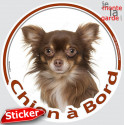 Chihuahua chocolat poils longs, sticker rond voiture "Chien à Bord" 15 cm