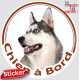 Husky gris et blanc avec yeux bleus Tête, sticker autocollant rond "Chien à Bord" Disque photo adhésif vitre voiture photo