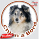 Berger Shetland merle Tête, sticker autocollant rond "Chien à Bord" Disque photo adhésif vitre voiture Sheltie