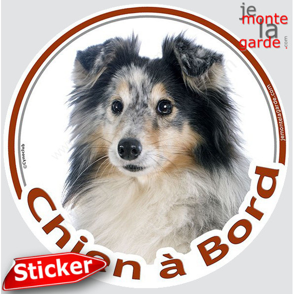 Berger Shetland merle Tête, sticker autocollant rond "Chien à Bord" Disque photo adhésif vitre voiture Sheltie