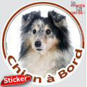 Berger Shetland merle, sticker voiture rond "Chien à Bord" 15 cm 3a