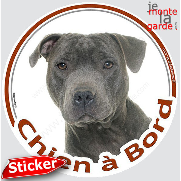 Staffie bleu gris, sticker autocollant rond "Chien à Bord" Disque photo Staffy Tête, adhésif vitre voiture