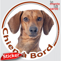 Teckel fauve poils ras, sticker voiture rond "Chien à Bord" 15 cm - 3a