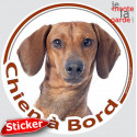 Teckel fauve poils ras, sticker voiture rond "Chien à Bord" 15 cm - 3a