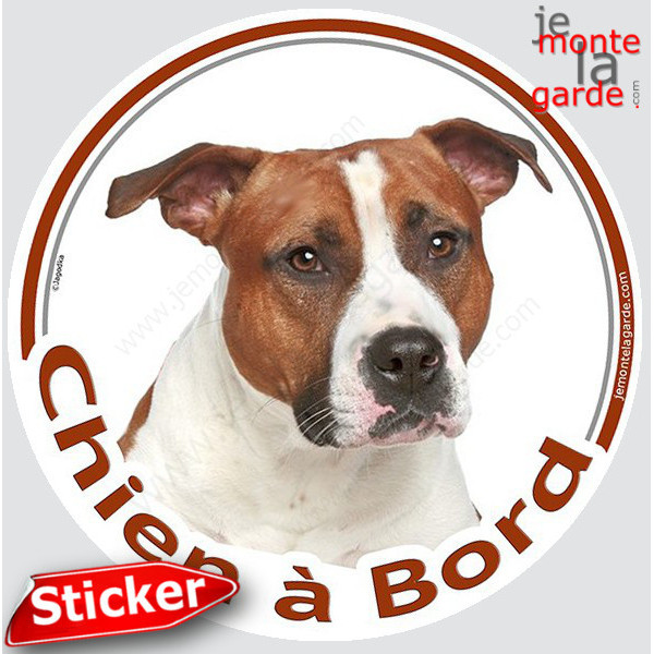 Amstaff fauve et blanc, sticker rond "Chien à Bord" disque photo autocollant american Staff marron Amstaff