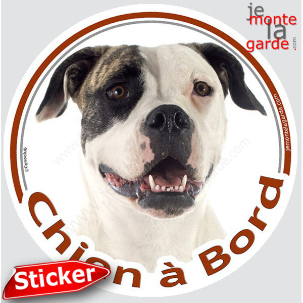 Bouledogue Américain Bringé Tête, sticker autocollant rond "Chien à Bord" Disque photo adhésif vitre voiture, Bulldog USA Boulam