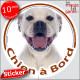 Bouledogue Américain entièrement Blanc, sticker autocollant rond "Chien à Bord" Disque adhésif vitre voiture, Bulldog Boulam