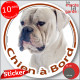 Bouledogue Américain tout Blanc, sticker autocollant rond "Chien à Bord" Disque adhésif vitre voiture, Bulldog photo Boulam