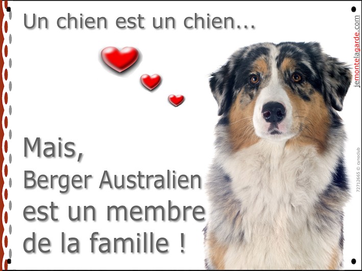 Berger Australien Bleu Merle Tête Plaque Attention Un Chien Est Un Chien Affiche Panneau Pancarte