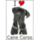 Sticker autocollant, Cane Corso Noir Tête, 4 tailles, 4 possibilités ! Photo tête seule