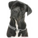 Sticker autocollant, Cane Corso Noir Tête, 4 tailles, 4 possibilités ! Photo tête seule