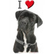 Sticker autocollant, Cane Corso Noir Tête, 4 tailles, 4 possibilités ! Photo tête + I love