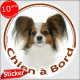 Epagneul Continental Papillon, sticker autocollant rond "Chien à Bord" disque adhésif vitre voiture marron photo