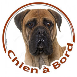 Bullmastiff fauve, disque photo autocollant "Chien à Bord" Sticker adhésif rond vitre voiture