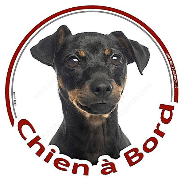 Pinscher noir et feu Tête, sticker autocollant rond "Chien à Bord" Disque photo adhésif vitre voiture