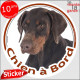 Dobermann marron, sticker autocollant rond "Chien à Bord" disque adhésif vitre voiture chien photo Doberman chocolat brun foie