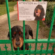 Setter Gordon tête, plaque humour "Attention au Chien, Jetez Vous au Sol" pancarte panneau photo client