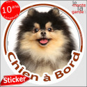 Spitz noir et feu, sticker voiture "Chien à Bord" 14 cm