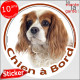 Cavalier King Charles Blenheim blanc et marron orange, sticker autocollant rond "Chien à Bord" Disque adhésif photo vitre voitur