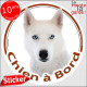 Husky Sibérien tout blanc yeux bleus Tête, sticker autocollant rond "Chien à Bord" Disque adhésif vitre voiture photo 