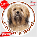 Lhassa Apso fauve, disque autocollant voiture "Chien à Bord" 14 cm