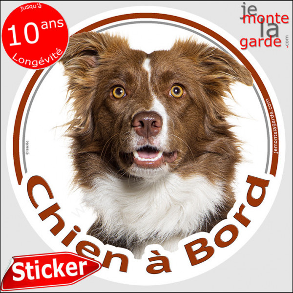 Border Collie marron chocolat et blanc, sticker autocollant rond "Chien à Bord" Disque adhésif vitre voiture auto photo brun