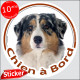 Berger Australien Bleu Merle, sticker autocollant rond "Chien à Bord" Disque photo adhésif