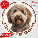 Lagotto Romagnolo, sticker voiture "Chien à Bord" 14 cm