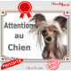 Chien Nu Chinois à Crête Tête, plaque portail "Attention au Chien" panneau pancarte photo affiche