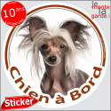 Chien Chinois à crête, sticker voiture "Chien à Bord" 14 cm